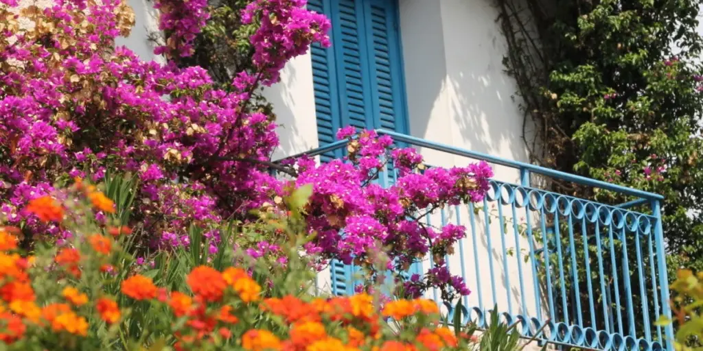 Balkon mit blauem Gitter, einer hellblauen Sonnenschutzlade und in purpur und orange blühenden Planzen.